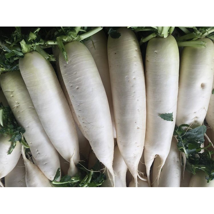 Toxunulmazlığı artırmaq və xərçəng hüceyrələrinin böyüməsini maneə törətmək üçün New Crop Fresh Radish-in qida dəyərini araşdırın.